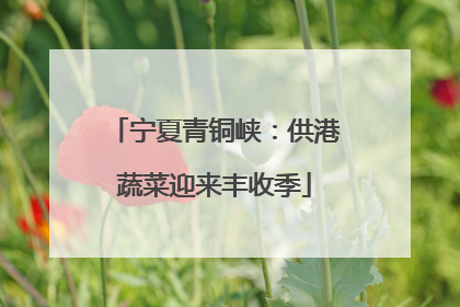宁夏青铜峡：供港蔬菜迎来丰收季